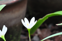 Zephyranthes candida