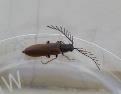 Plastocerus angulosus
