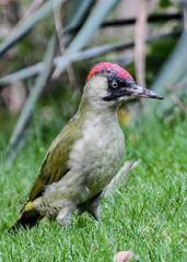 Picus viridis