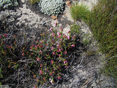 Erica incarnata