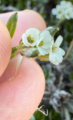 (c) Patrice Dupont, some rights reserved (CC BY) Draba norvegica, photograph (c) Patrice Dupont, some rights reserved (CC BY)