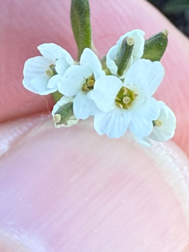 Draba norvegica, photograph 1