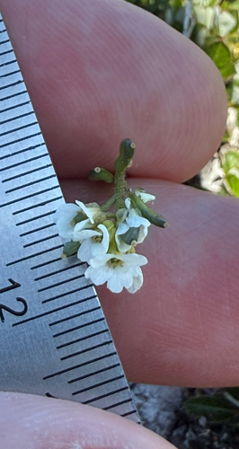 Draba norvegica, photograph 6