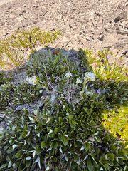 (c) Patrice Dupont, some rights reserved (CC BY) Draba norvegica, photograph (c) Patrice Dupont, some rights reserved (CC BY)