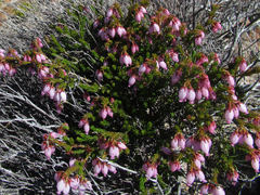 Erica incarnata