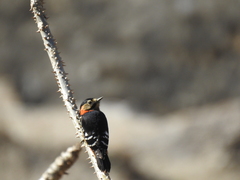 Dryobates cathpharius