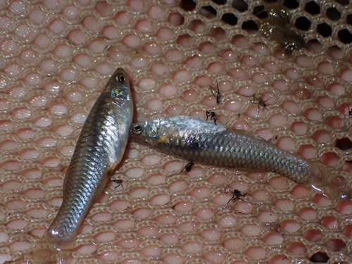Gila topminnow (Poeciliopsis occidentalis) — Poeciliidae — 3