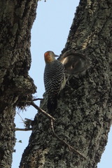 Melanerpes aurifrons