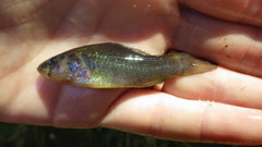 Aphredoderus sayanus