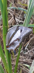 Polyura schreiber