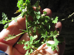 Hebenstretia robusta