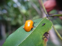 Podontia lutea