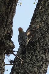 Melanerpes aurifrons