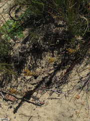 Hebenstretia robusta