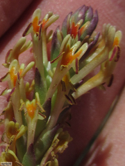 Hebenstretia robusta