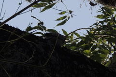 Melanerpes aurifrons