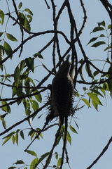 Melanerpes aurifrons