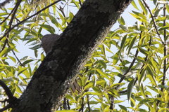 Melanerpes aurifrons