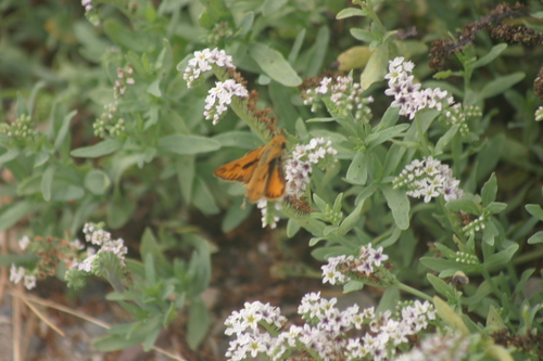 iNaturalist observation photo of Fiery Skipper