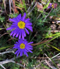 Olearia ciliata
