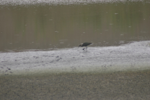 iNaturalist observation photo of White-faced Ibis