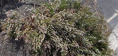 Thryptomene saxicola