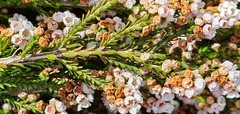 Thryptomene saxicola