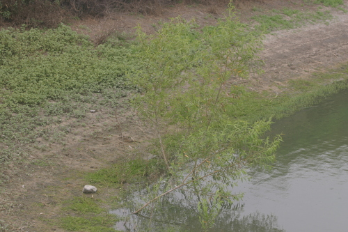 iNaturalist observation photo of Goodding's willow