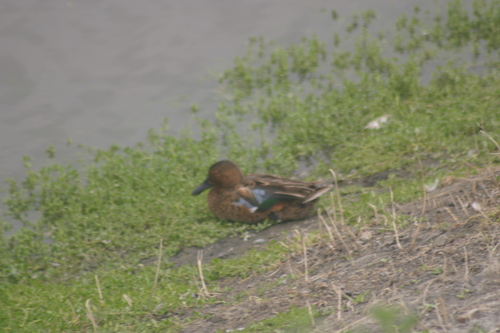 iNaturalist observation photo of Cinnamon Teal