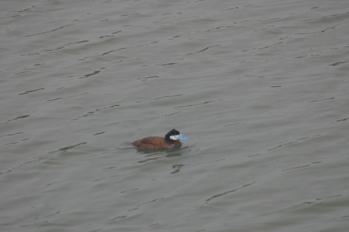 iNaturalist observation photo of Ruddy Duck