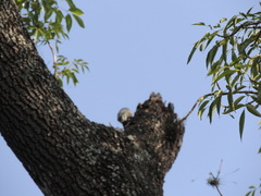 Melanerpes aurifrons