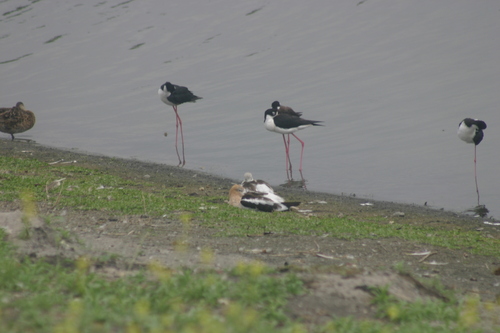iNaturalist observation photo of American Avocet
