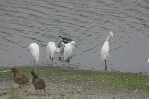 iNaturalist observation photo of Snowy Egret
