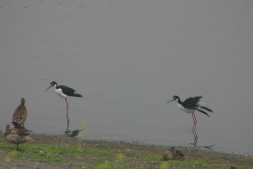 iNaturalist observation photo of Northern Black-necked Stilt