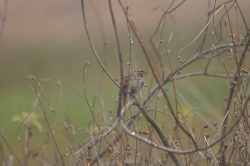 iNaturalist observation photo of Song Sparrow
