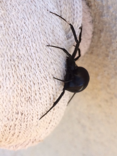 Latrodectus mactans