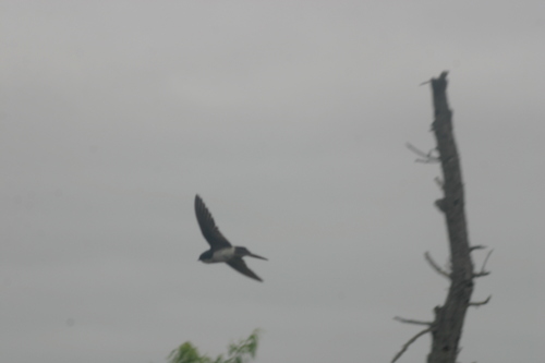 iNaturalist observation photo of Tree Swallow