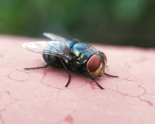 Oriental Latrine Fly