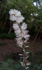 Actaea biternata