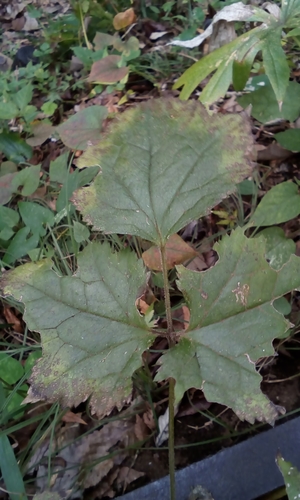 Image of Actaea biternata by no rights reserved