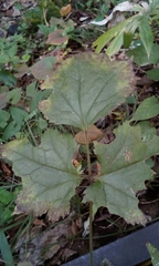 Actaea biternata