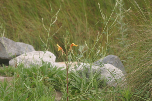 iNaturalist observation photo of tall evening primrose