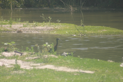 iNaturalist observation photo of White-faced Ibis