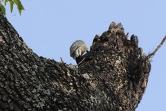 Melanerpes aurifrons