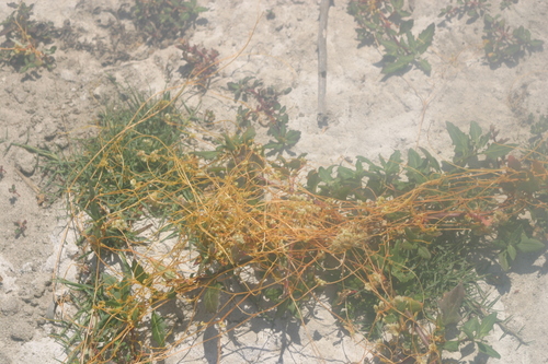 iNaturalist observation photo of dodders