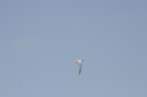 iNaturalist observation photo of Caspian Tern