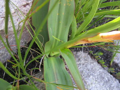 Disa comosa