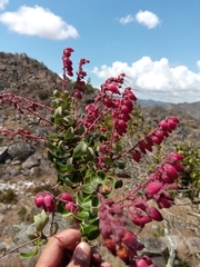 Agarista buxifolia image