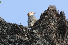 Melanerpes aurifrons