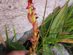 Disa comosa